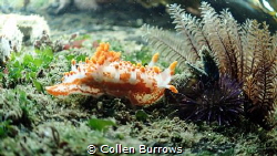 Nudi approaching a sea urchin by Collen Burrows 